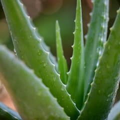 Aloe Vera Gel
