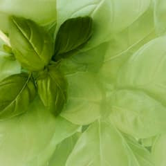 Basil Extract
